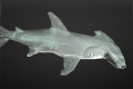 Название: 120px-Recluse_Reef_Denizen.png
Просмотров: 816

Размер: 13.1 Кб