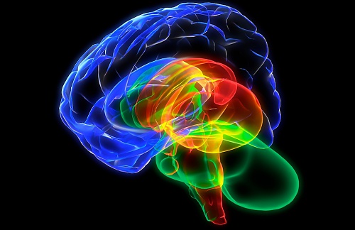 Нажмите на изображение для увеличения
Название: brain3.jpg
Просмотров: 1006
Размер:	405.7 Кб
ID:	79080