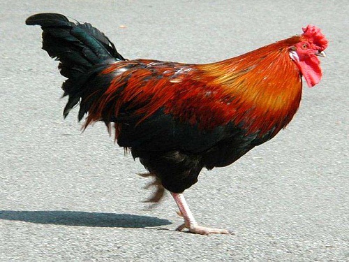 Нажмите на изображение для увеличения
Название: rooster_2.jpg
Просмотров: 366
Размер:	87.1 Кб
ID:	81047