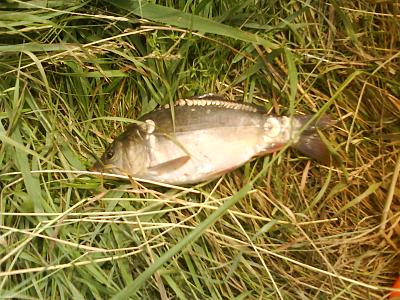 Нажмите на изображение для увеличения
Название: DSC00368.JPG
Просмотров: 207
Размер:	686.2 Кб
ID:	8248