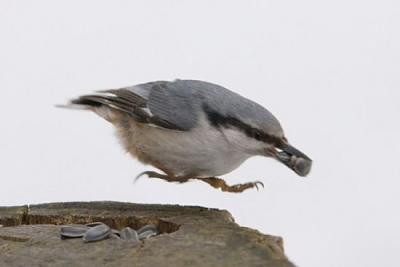 Нажмите на изображение для увеличения
Название: post-3-12895426601712.jpg
Просмотров: 216
Размер:	18.8 Кб
ID:	8419