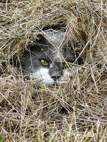 Нажмите на изображение для увеличения
Название: solid_snake_s_cat_by_anticitizen419-d6k1gds.jpg
Просмотров: 577
Размер:	514.0 Кб
ID:	85903