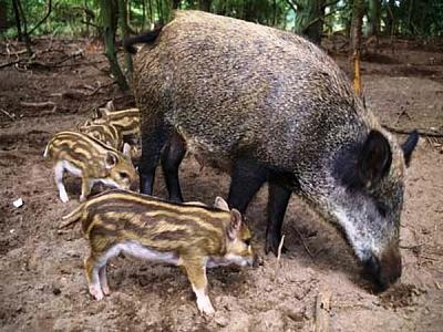 Нажмите на изображение для увеличения
Название: kaban.jpg
Просмотров: 190
Размер:	212.5 Кб
ID:	9468