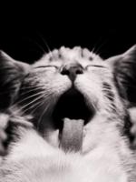 Аватар для TheOnly™