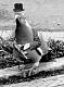 Heavy Pigeon